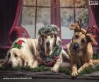Τρία μεγάλα και όμορφα σκυλιά με χριστουγεννιάτικα μοτίβα
